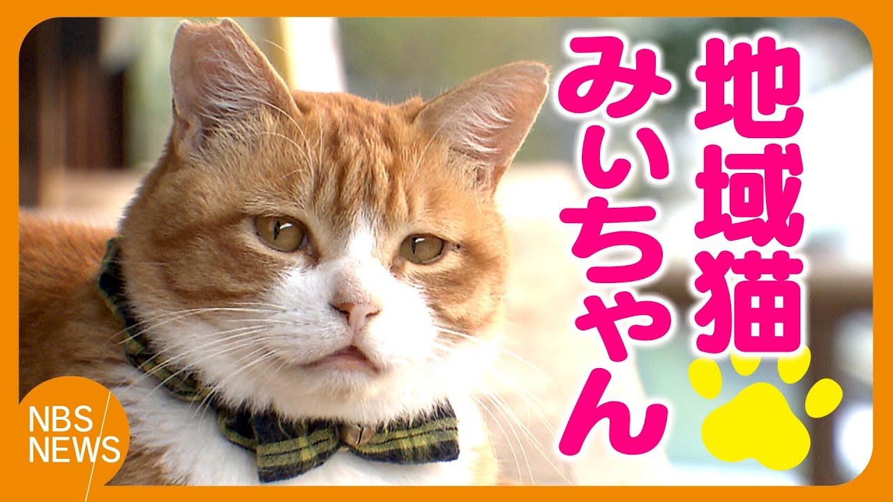 キャットみぃちゃん Local cat 