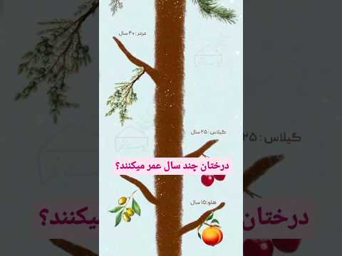 تا به اسم درخت ا رس را شنیده اید