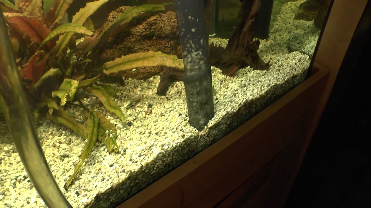 Aquarium Reinigen Saugglocke