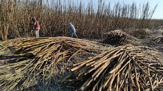 Cultivando caña de Azúcar en el estado de Morelos(zafra 2021 corte de caña quemada)
