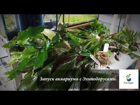 Запуск аквариума с Эхинодорусами.