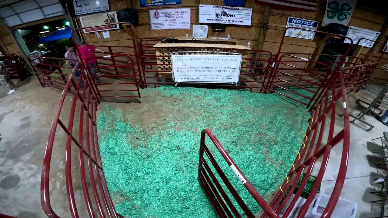 2023 Belmont County Fair Livestock Sale Auction YouTube