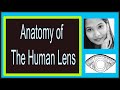 Lens anatomy complete lecture  structure  development  layers transparency  human eye