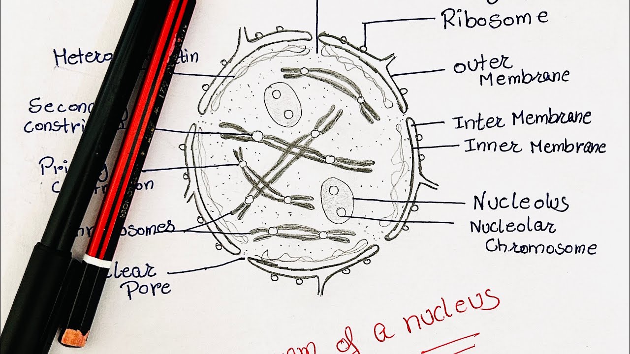 Easy Diagram and labelling of a nucleus. Explained