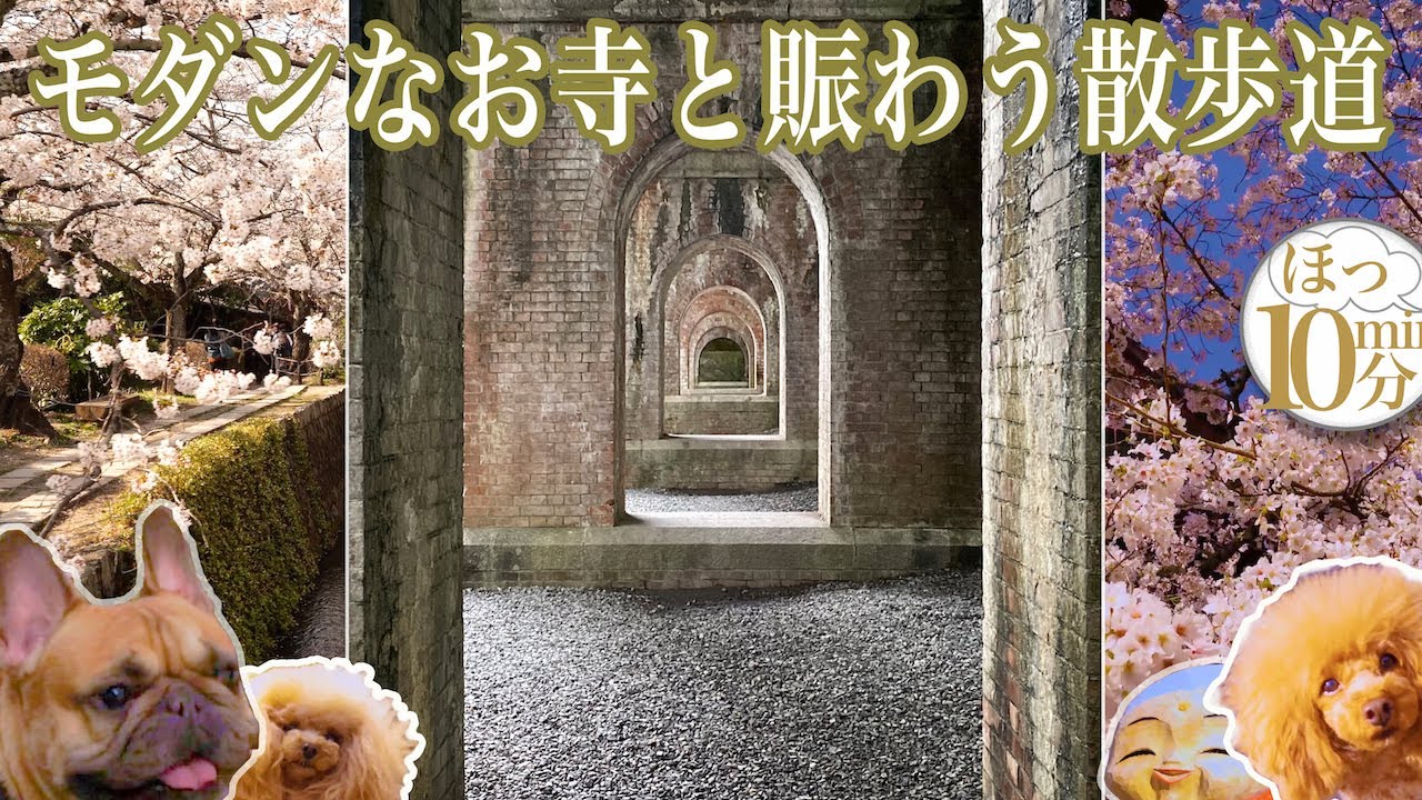 【春 南禅寺 哲学の道  🌞】Nanzen-ji(temple), Tethugaku road [cherry blossoms] Kyoto,JAPAN