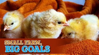 Small Farm, Big Goals
