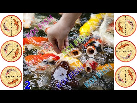 Kohaku - Showa Sanke - Utsurimono - Shiro Bekko - Ki Utsuri | The Sea Vlog