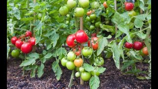 How To Grow Tomatoes Upland, CA