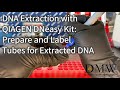 Dna extraction with qiagen dneasy kit prepare and label tubes for extracted dna