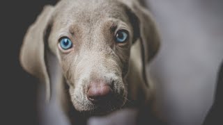Weimaraners are beautiful, elegant dogs known for their sleek and shiny coats
