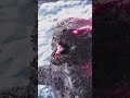 Monsterverse godzilla edit 2014 - 2024 #godzilla #monsterverse #edit