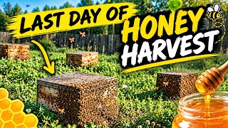 End of honey harvest!