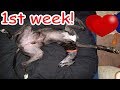 Adopting a Greyhound 💗 My 1st week with my retired racing dog