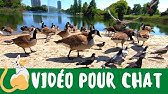Jeu Attrape Souris Pour Chat Provence Outillage Youtube Jeu Attrape Souris Pour Chat Provence Outillage Youtube