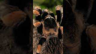 Spiders Walk | Black and Orange Tarantula Walking #shorts #animals #spider #poision #nature #forest