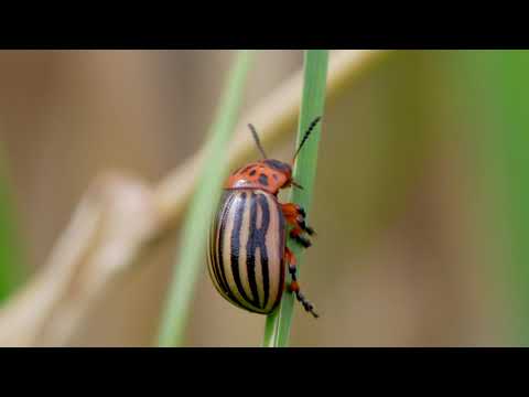 Video: Cara Efektif Menangani Kumbang Kentang Colorado