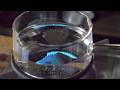 【ASMR】❤️アロエシロップができるまで