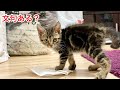 飼い主のマスクをおもちゃにしてボロボロにしてしまった子猫w