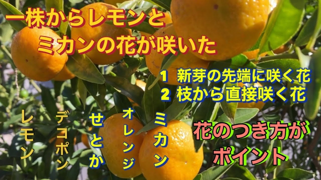 greening, citrico, laranja, São Paulo.