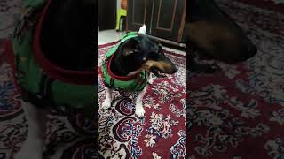 Jack Russell #youtubeshorts #cute ,#jackrussellterrier #vuralshorts #yt #doglife #explore #trend