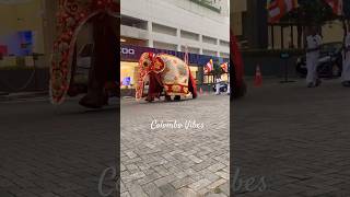 ගංගාරාම නවම් මහ පෙරහැරට පෙර – හඳ පෙරහැර | 30th Jan 2026