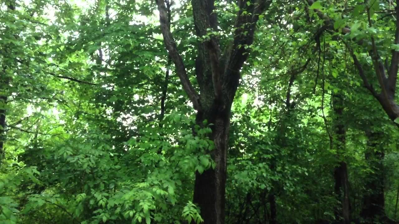 Gray-cheeked Thrush?