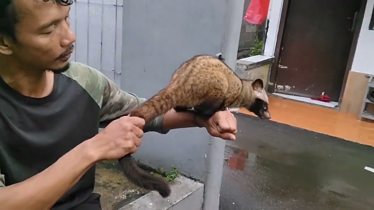 Musang
