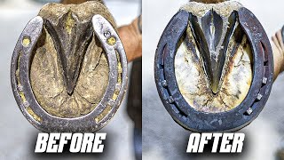 Full Horse Hoof Restoration | 4K FARRIER ASMR (SATISFYING) by Maupin Farrier Co 12,986 views 1 month ago 14 minutes, 25 seconds