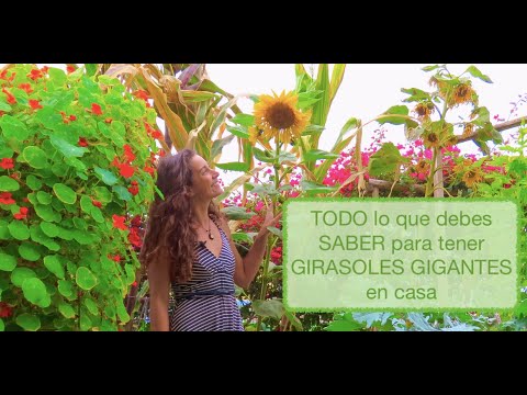 Video: Plantar girasoles tarde: ¿Puedes cultivar girasoles a fines del verano?