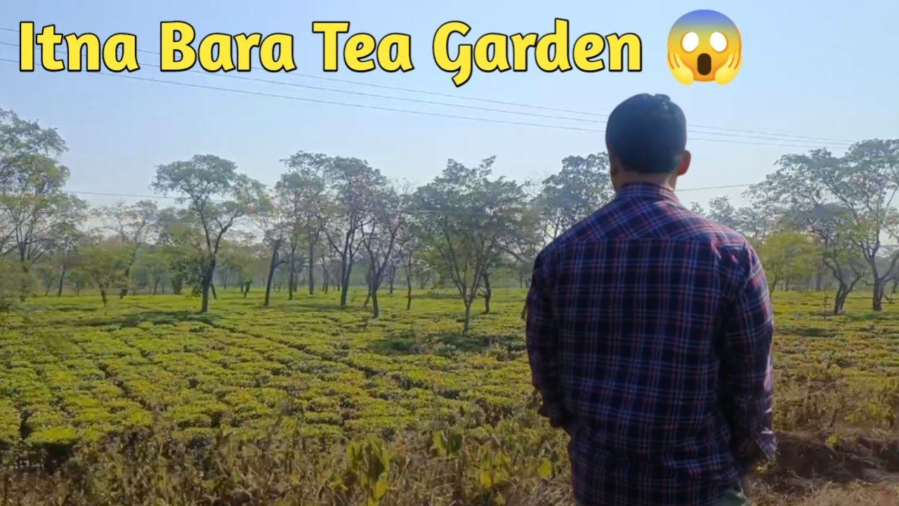 Doloo Tea Garden 13/01/23 | Silchar Cachar Assam | LS Jay