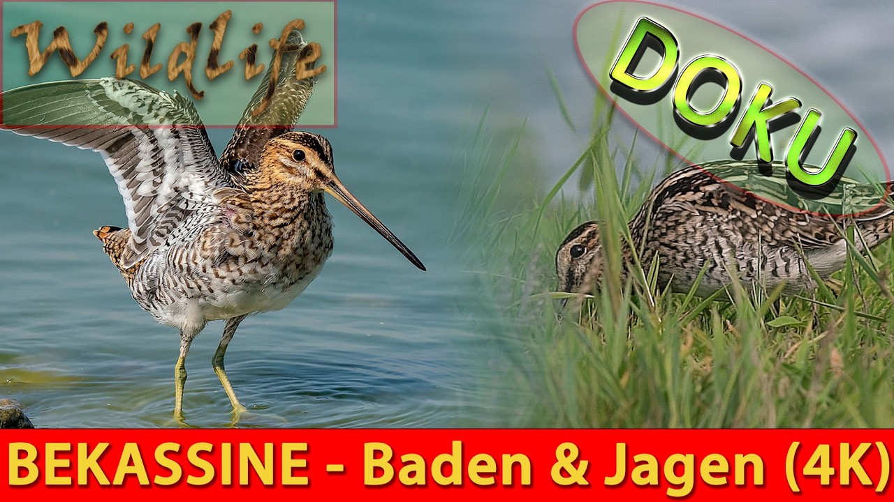 Die Himmelsziege vom Wattenmeer: Ein seltenes Porträt der BEKASSINE | DOKU