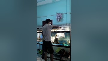 cá hoàng tử châu phi  siêu to