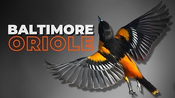 The Baltimore Oriole | A Bird Watchers Favorite