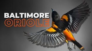 The Baltimore Oriole | A Bird Watchers Favorite