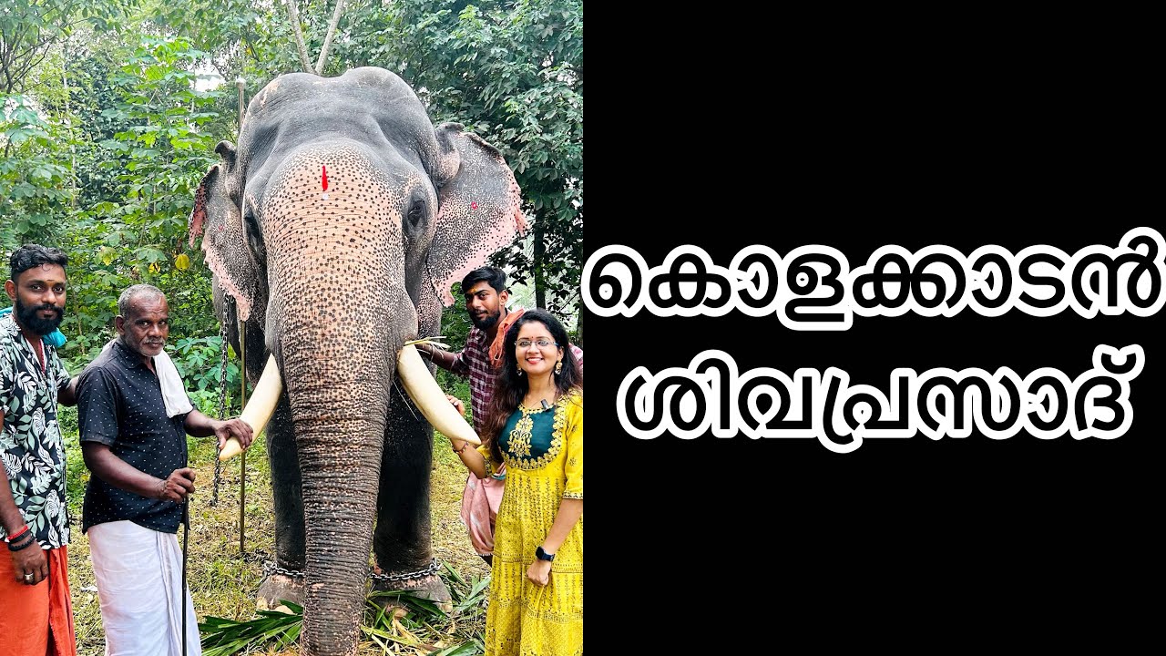 കുളിക്കാൻ കുറച്ചു മടിയുണ്ട് എന്ന് അല്ലാതെ വേറെ പരാതി ഞാൻ കേൾപ്പിക്കാറില്ല🐘|കൊളക്കാടൻ ശിവപ്രസാദ് |