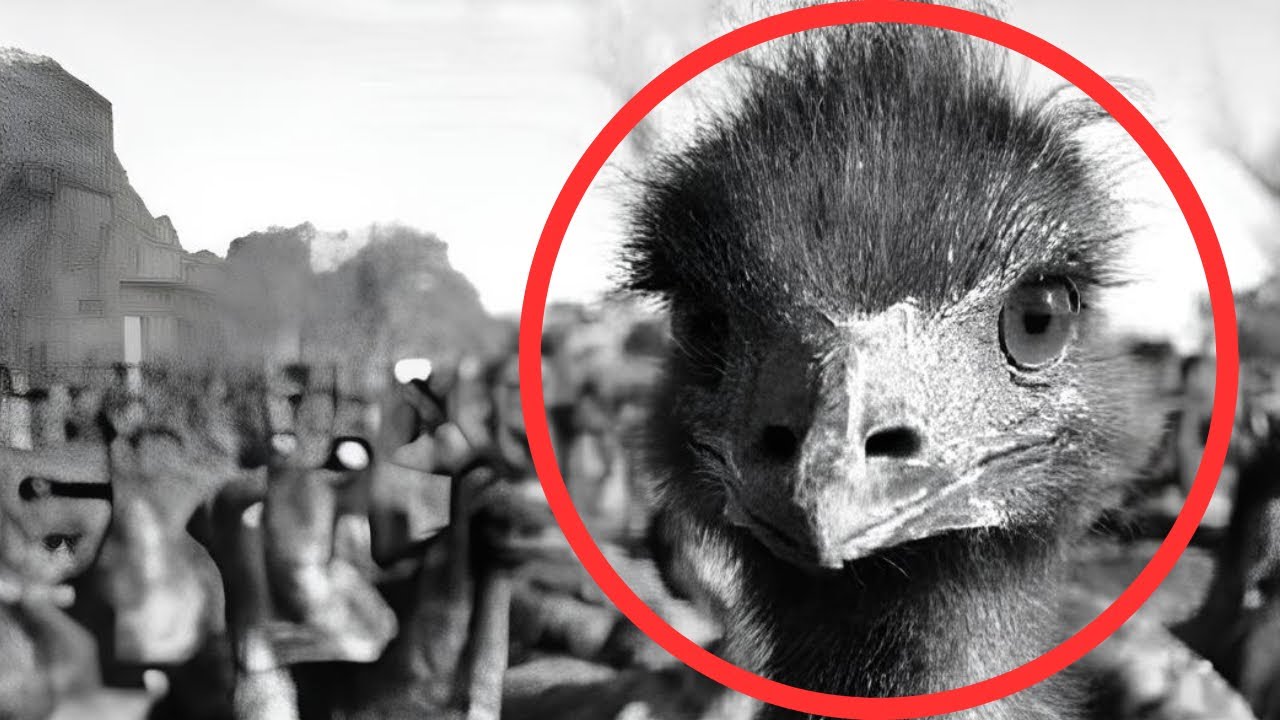 WHO WILL WIN…?! 25,000 Emus vs Australian Military - The Great Emu War of 1932