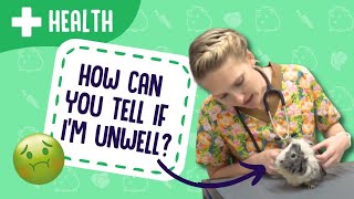Performing a Health Check On Your Guinea Pig