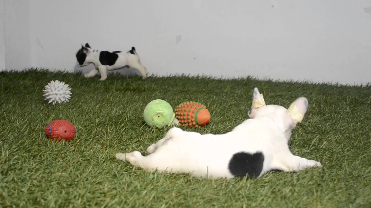 MILLER - JACK - FRENCH BULLDOG PUPPIES FOR SALE - BULLCANES puppy paradise