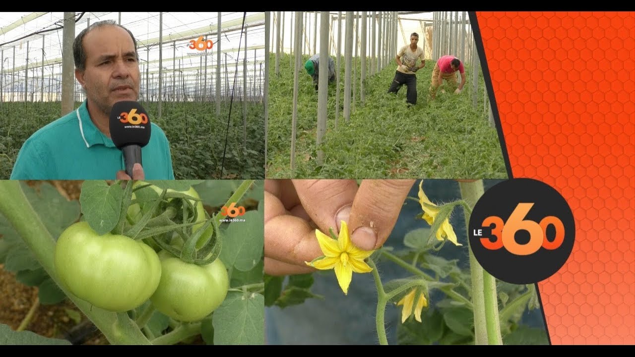 Le360.ma •نجاح مستثمر مغربي بفلاحة الطماطم بألميريا