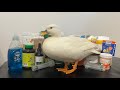 Everything In My Ducks Vet Kit | First Aid For Ducks