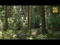 Плещеницы – первый «лесной курорт» Беларуси