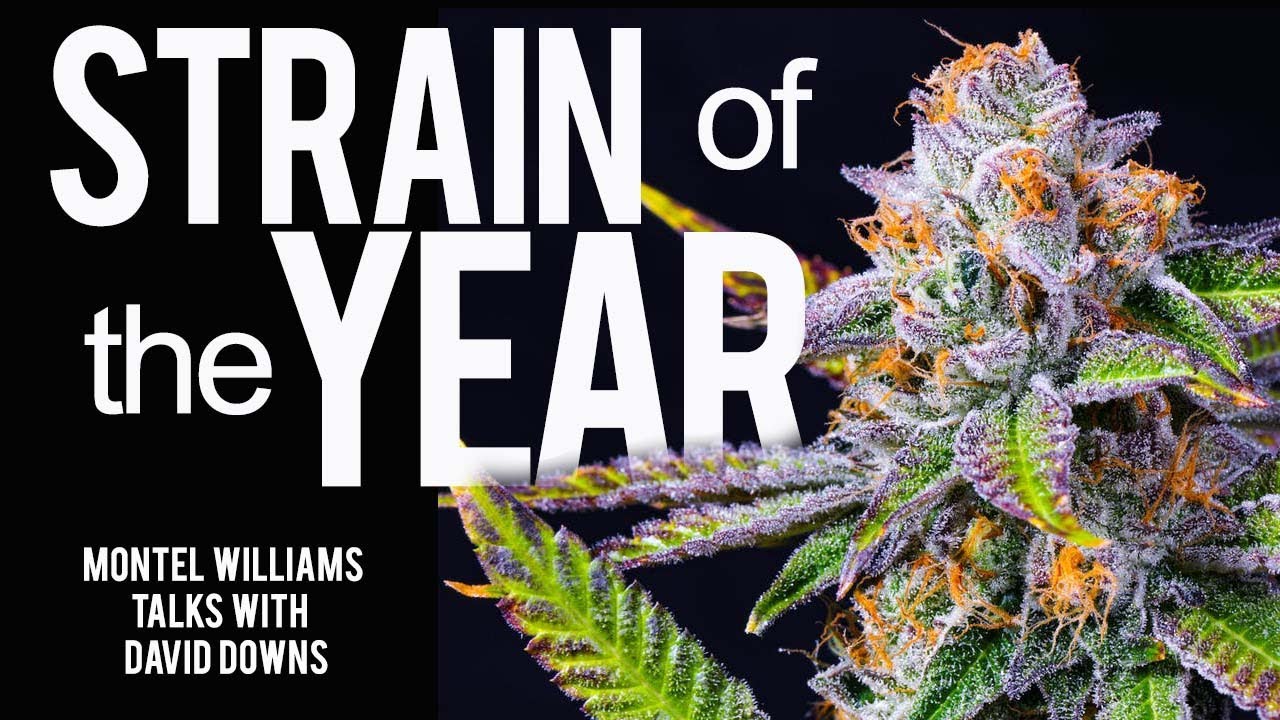 2021 STRAIN OF THE YEAR | DAVID DOWNS