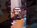 猫の親子愛〜おやつとなれば別のようです…Mother cat gets angry after her son eats her snack