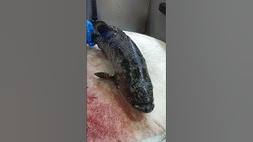 professional fresh seafood grouper fish cutting slice skills #short video