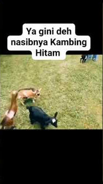 Jadi ini yang Namanya Kambing Hitam