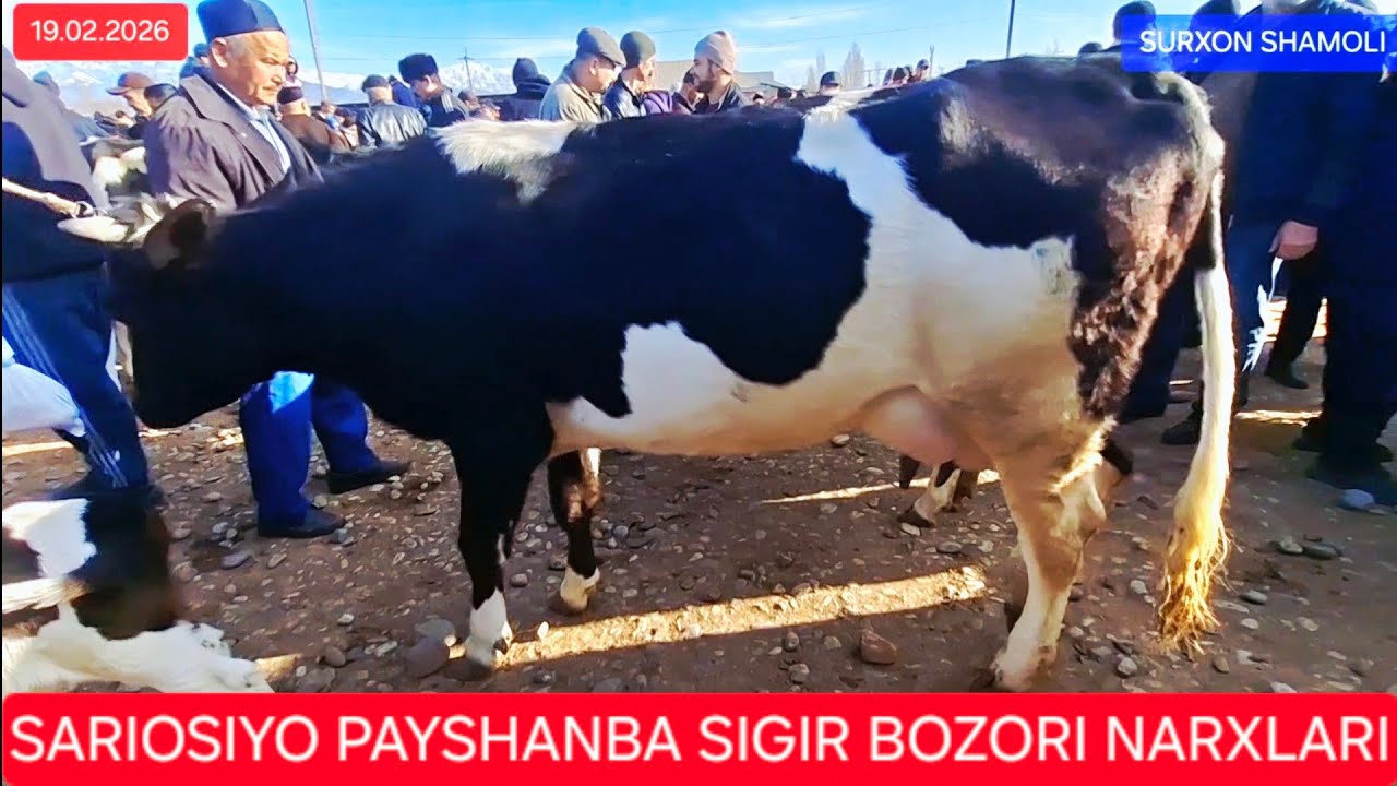 19.02.2026 SARIOSIYO PAYSHANBA MOL BOZORI SIGIR G'UNAJIN NARXLARI