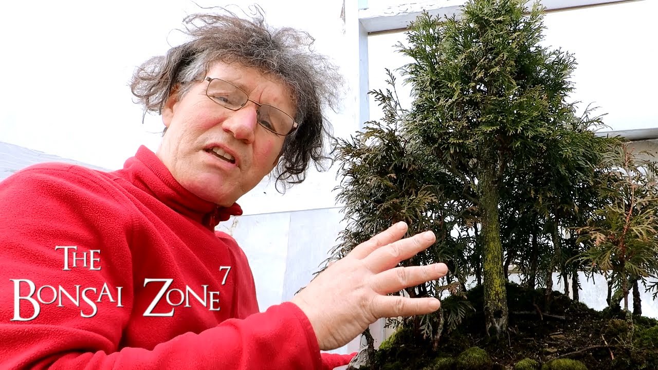 A Spring Clean Up of My Avatar Grove, Part 1, The Bonsai Zone, Mar 2020