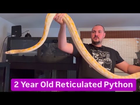 2 Year Old Reticulated Python