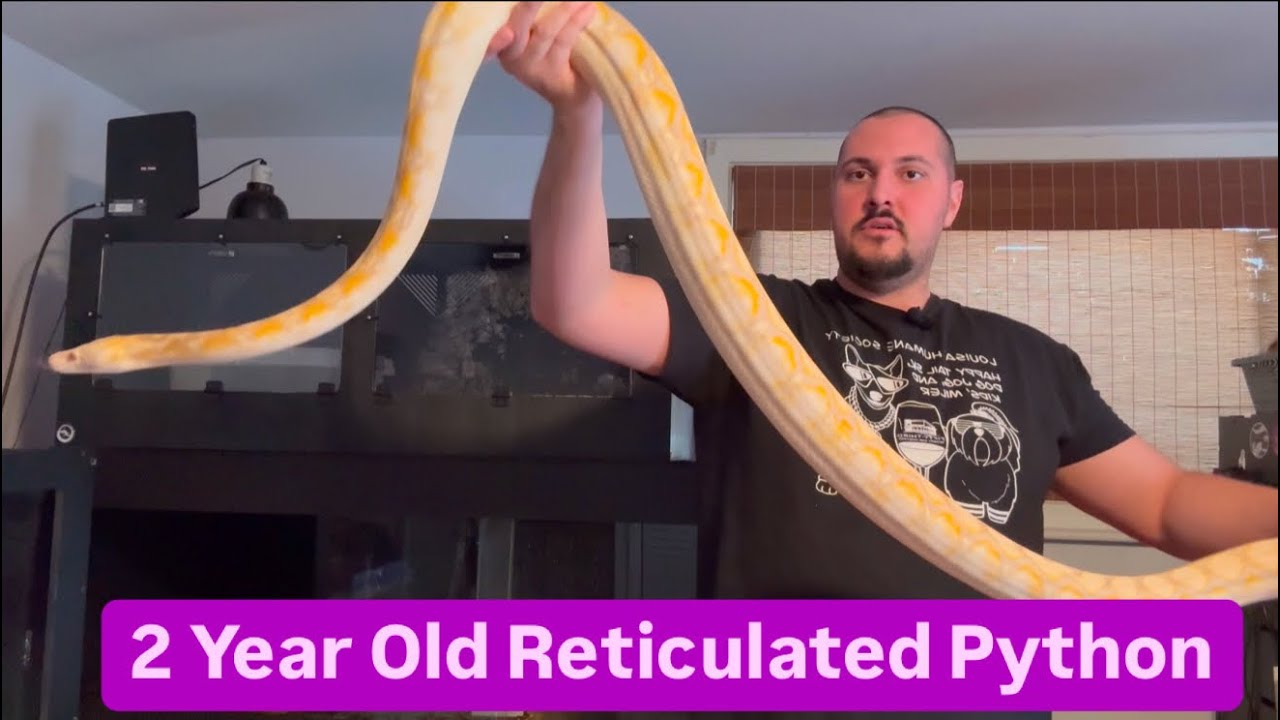 2 Year Old Reticulated Python - YouTube