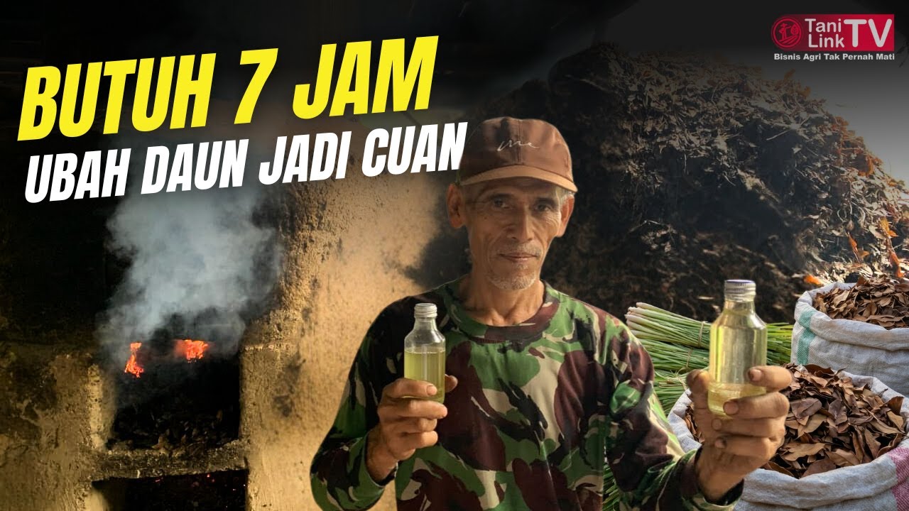 Bisnis Wangi di Desa: Modal Rp3.500/Kg Jadi Rp250.000?